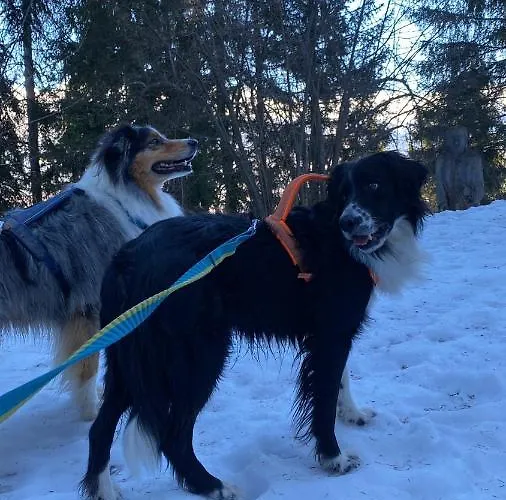 Alpin Suisse Veysonnaz