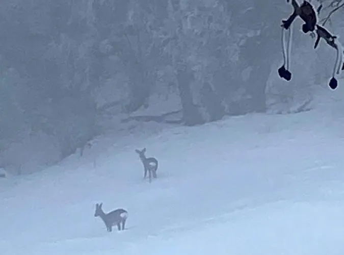 Alpin Suisse Horská chata Veysonnaz