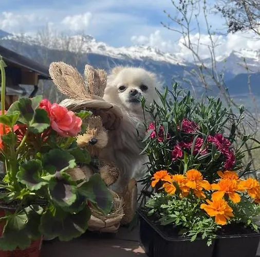 Alpin Suisse * Veysonnaz